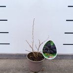 Moruša biela (Morus alba) ´MILANÓWEK´ - výška 20-25 cm, kont. P13