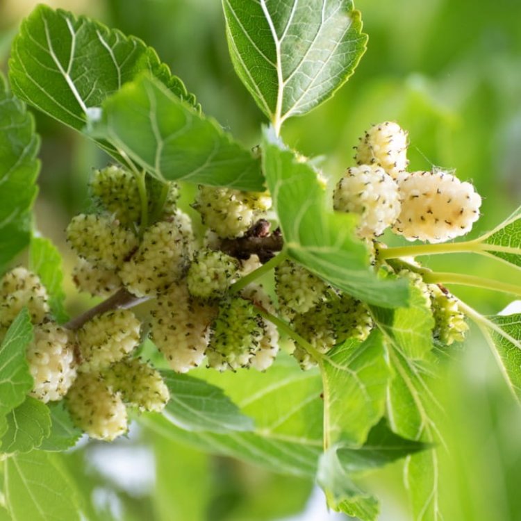 Morusa Biela