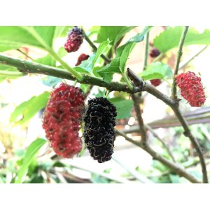 Moruša čierna (Morus nigra) - výška 200-230 cm, obvod kmeňa 6/8 cm, kont. C10L - čierne plody - NA KMIENKU