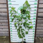 Moruša veľkoplodá (Morus alba x Morus rubra) ´ILLINOIS EVERBEARING´ - výška 70-140 cm, kont. C15L - čierne plody