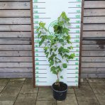 Moruša veľkoplodá (Morus alba x Morus rubra) ´ILLINOIS EVERBEARING´ - výška 70-140 cm, kont. C15L - čierne plody