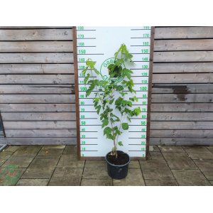 Moruša veľkoplodá (Morus alba x Morus rubra) ´ILLINOIS EVERBEARING´ - výška 70-140 cm, kont. C15L - čierne plody