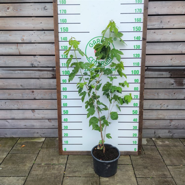 Moruša veľkoplodá (Morus alba x Morus rubra) ´ILLINOIS EVERBEARING´ - výška 70-140 cm, kont. C15L - čierne plody