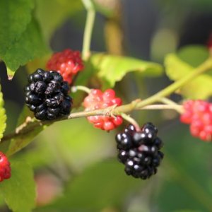 Moruša čierna (Morus nigra) ´MATSUNAGA (MOJO BERRY)´®- výška 50-70 cm, kont. P9