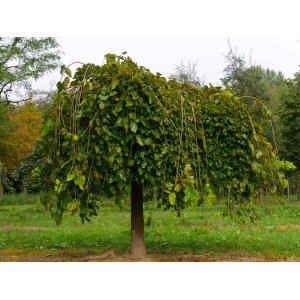 Moruša biela (Morus alba) ´ALBA PENDULA´ - výška 230-270 cm, obvod kmeňa: 4/6 cm, kont. C12L - čierne plody
