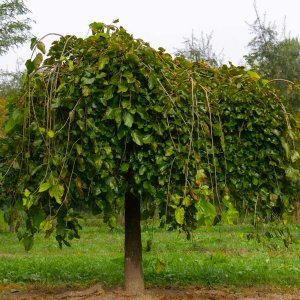 Moruša biela (Morus alba) ´ALBA PENDULA´ -ČIERNOPLODÁ - výška 220-250 cm, obvod kmeňa: 4/6 cm, kont. C10L