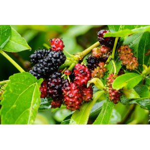 Moruša čierna (Morus nigra) ´MATSUNAGA (MOJO BERRY)´® - výška 60-80 cm, kont. C3L - čierne plody - NA KMIENKU