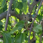 Moruša biela (Morus alba) ´ALBA PENDULA´ - výška 140-160 cm, obvod kmeňa 18/20 cm, kont. C90L