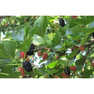 Moruša čierna (Morus nigra) ´SHIN-TSO´ - výška: 40-60 cm, kont.C2L - čierne plody