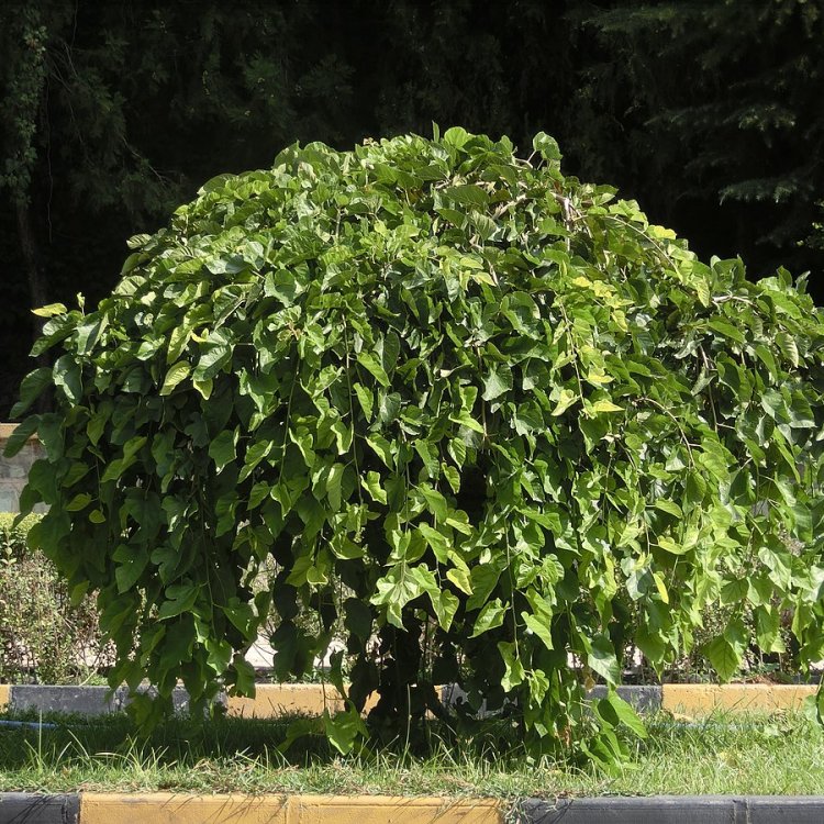 Moruša biela (Morus alba) ´ALBA PENDULA´ - výška 140-160 cm, obvod kmeňa 18/20 cm, kont. C90L - čierne plody