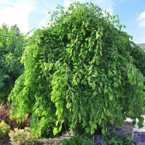 Moruša biela (Morus alba) ´ALBA PENDULA´ - ČIERNOPLODÁ - výška: 160-180 cm, kont. C10L