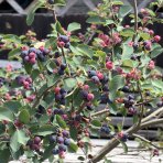 Muchovník jelšolistý (Amelanchier alnifolia) ´SMOKY´ - výška 30-40 cm, kont. P11