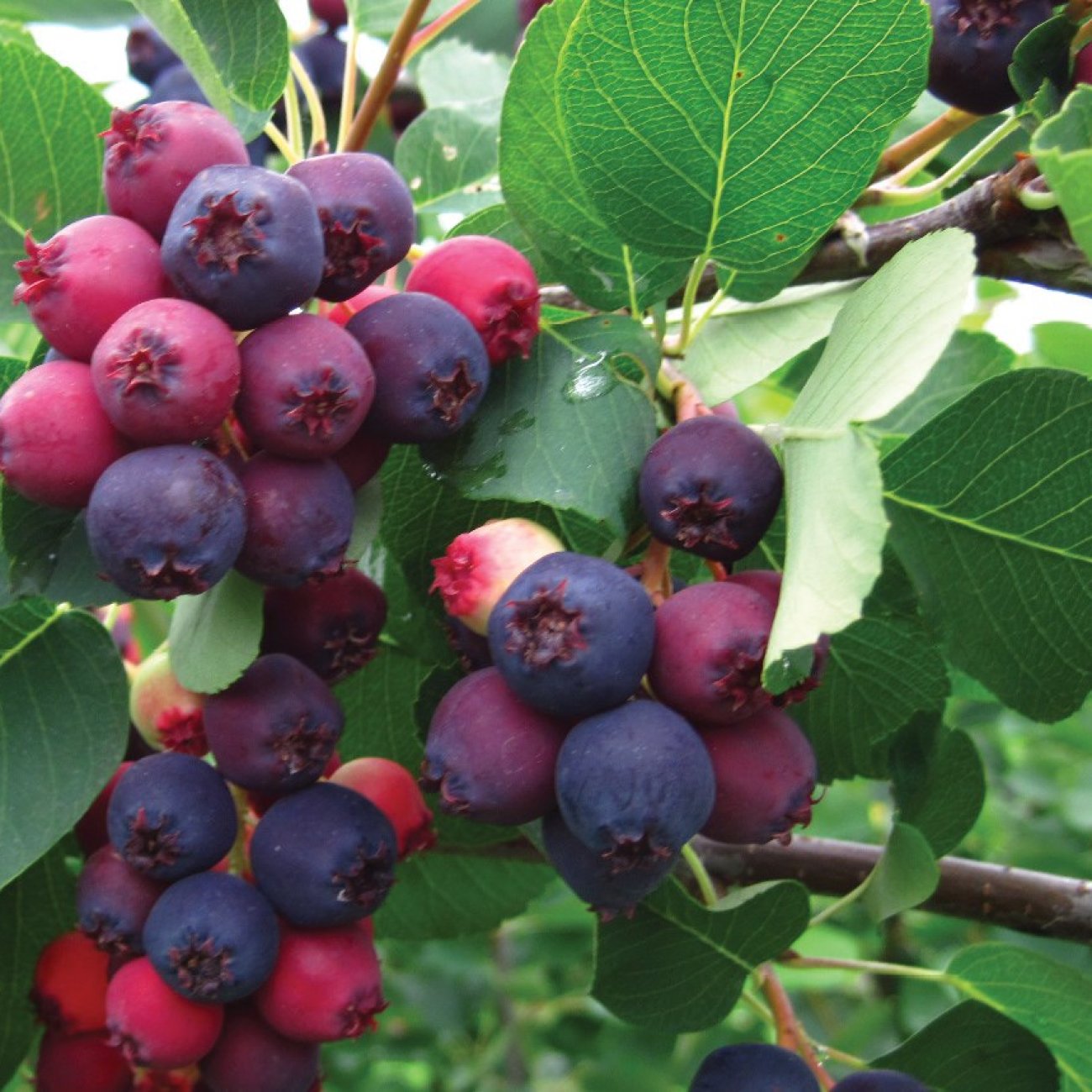 Obrázok Muchovník kanadský (Amelanchier canadensis) ‘PRINCE WILLIAM’ – výška 40-50 cm, kont. P11