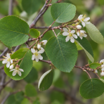 Muchovník vajcovitý (Amelanchier rotundifolia) – výška 20-30 cm, kont. C2L