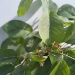 Muchovník jelšolistý (Amelanchier alnifolia) ´SASKATOON BERRY ´®- výška 40-60 cm, kont C4L 