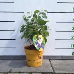 Muchovník jelšolistý (Amelanchier alnifolia) ´SASKATOON BERRY ´®- výška 40-60 cm, kont C4L 