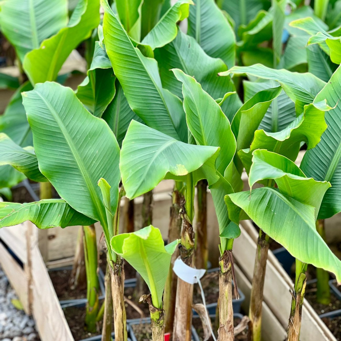 Obrázok Banánovník japonský (Musa basjoo) ‘DAJIAO’ - výška 40-60 cm, kont. C1,5L