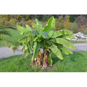 Banánovník japonský (Musa basjoo) ‘DAJIAO’ - výška 40-60 cm, kont. C1,5L