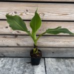 Banánovník japonský (Musa basjoo) ‘DAJIAO’ - výška 40-60 cm, kont. C1,5L