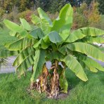 Banánovník japonský (Musa basjoo) ‘DAJIAO’ - výška 40-60 cm, kont. C1,5L