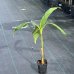 Banánovník japonský (Musa Basjoo) ´SAKHALIN´ - výška 40-60 cm, kont. C1.5L (-27°C)
