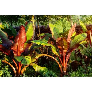 Banánovník habešský (Ensete ventricosum) ´MAURELII´ - výška 125-150 cm, kont. C12L (-5°C)
