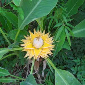 Banánovník lotosový (Musella lasiocarpa), výška 50-60 cm, kont. C1L (-10°C)