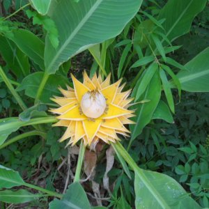 Banánovník lotosový (Musella lasiocarpa), výška: 40-60 cm, kont. C1.3L (-10°C)