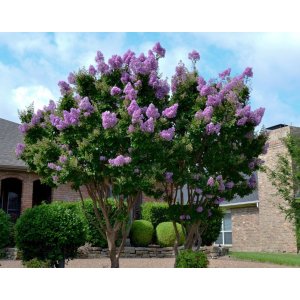 Myrta krepová (Lagerstroemia Indica) ´MUSKOGEE ´ - výška 30-50 cm, kont. C3L (-15°C)