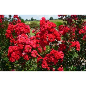 Myrta krepová (Lagerstroemia indica) ´CAROLINE BEAUTY´ - výška 130-160 cm, kont. C10L (-15°C) - NA KMIENKU