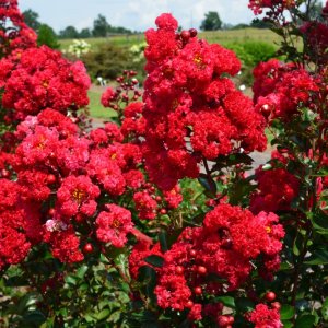 Myrta krepová (Lagerstroemia indica) ´DYNAMITE´ - výška 30-50 cm, kont. C3L