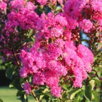 Myrta krepová (Lagerstroemia Indica) ´HOPI´ - výška 30-50 cm, kont. C3L (-15°C)