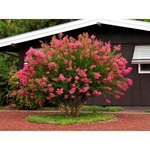 Myrta krepová (Lagerstroemia Indica) ´HOPI´ - výška 30-50 cm, kont. C3L (-15°C)