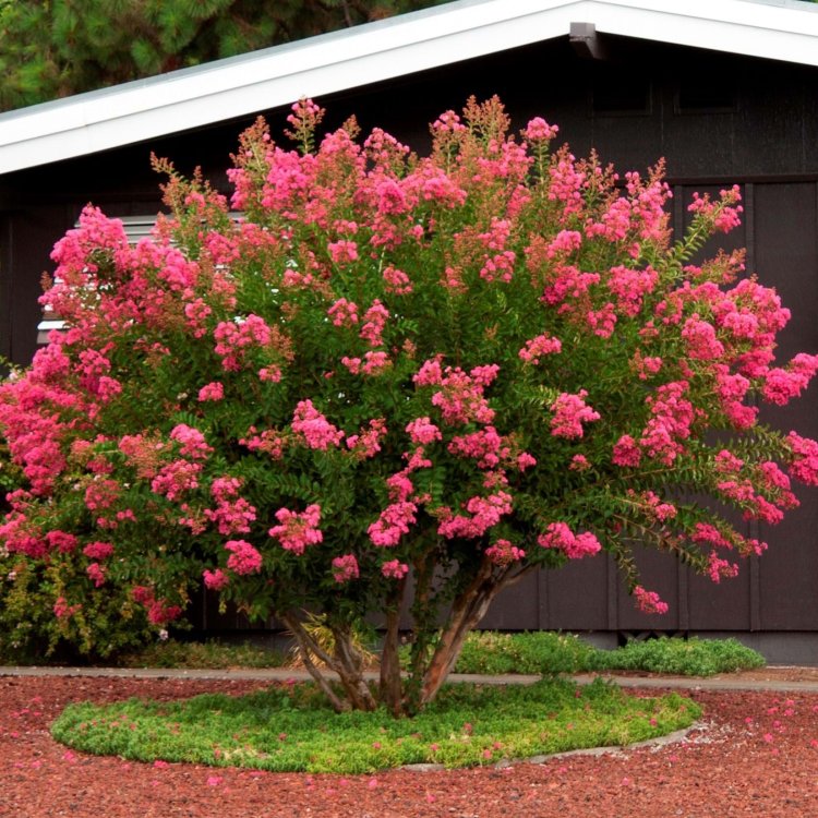 Myrta krepová (Lagerstroemia Indica) ´HOPI´ - výška 30-50 cm, kont. C3L (-15°C)