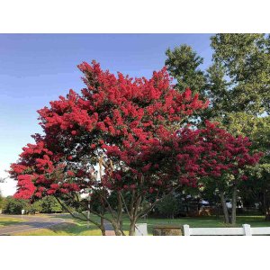 Myrta krepová (Lagerstroemia Indica) ´RUBRA MAGNIFICA´ - výška 30-50 cm, kont. C3L (-15°C)