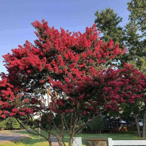 Myrta krepová (Lagerstroemia Indica) ´RUBRA MAGNIFICA´ - výška 20-40 cm, kont. P9 