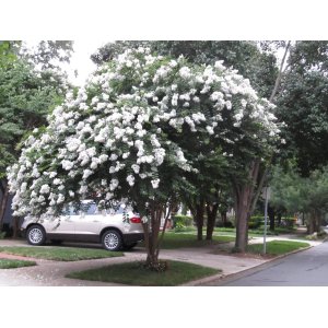 Myrta krepová (Lagerstroemia Indica) ´SARAH´S FAVORITE´ - výška 30-50 cm, kont. C3L (-15°C)