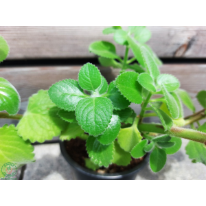 Nádchovník citronový - Mexický eukalyptus (Plectranthus amboinicus) - výška 5-10 cm, kont. C1L