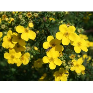 Nátržník krovitý (Potentilla fruticosa) ´GOLDSTAR´ - výška 30-50 cm, ∅ 30-40 cm  kont. C3L