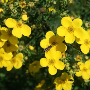 Nátržník krovitý (Potentilla fruticosa) ´GOLDFINGER´ - výška 40-70 cm, ∅ 50-70 cm  kont. C3L