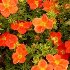 Nátržník krovitý (Potentilla fruticosa) ´RED ACE´® - výška: 20-40 cm, ⌀ 40-60 cm, kont. C3L