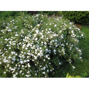 Nátržník krovitý (Potentilla fruticosa) ´MC KAY´S WHITE´ - výška 20-40 cm, ∅ 20-30 cm, kont. C3L