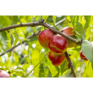 Nektárinka (Prunus nucipersica) ´FANTASIA´ - neskorá, výška 160-200 cm – voľnokorenná