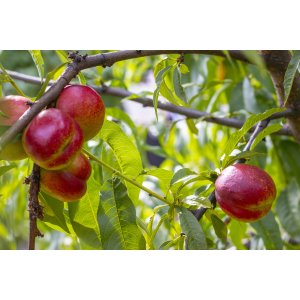 Nektárinka (Prunus nucipersica) ´SUPER QUEEN´ - stredne skorá, výška 150-180 cm – voľnokorenná