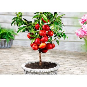 Mini nektárinka nízkokmenná (Prunus Nucipersica) ´RUBIS´® - stredne skorá, výška 40-60 cm - voľnokorenná