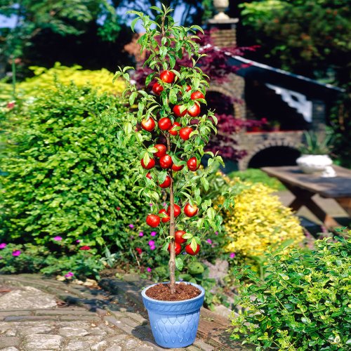 Nízkokmenná nektarinka stĺpovitá (Prunus persica var. nucipersica) ´ALICE´ - stredne skorá 150-170 cm, kont. C3.5L - kvetináčová
