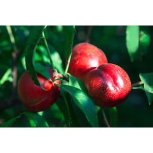 Nektárinka (Prunus nucipersica) ´HARCO´ - stredne skorá, výška 150-180 cm - voľnokorenná