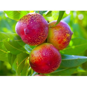  Stĺpovitá nektárinka (Prunus persica columnare) ´ALICE COL®´ - výška 70-100 cm, kont. C10L