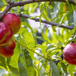 Nektárinka (Prunus nucipersica) ´SUPER QUEEN´ - stredne skorá, výška- 110-130 cm, kont. C5L