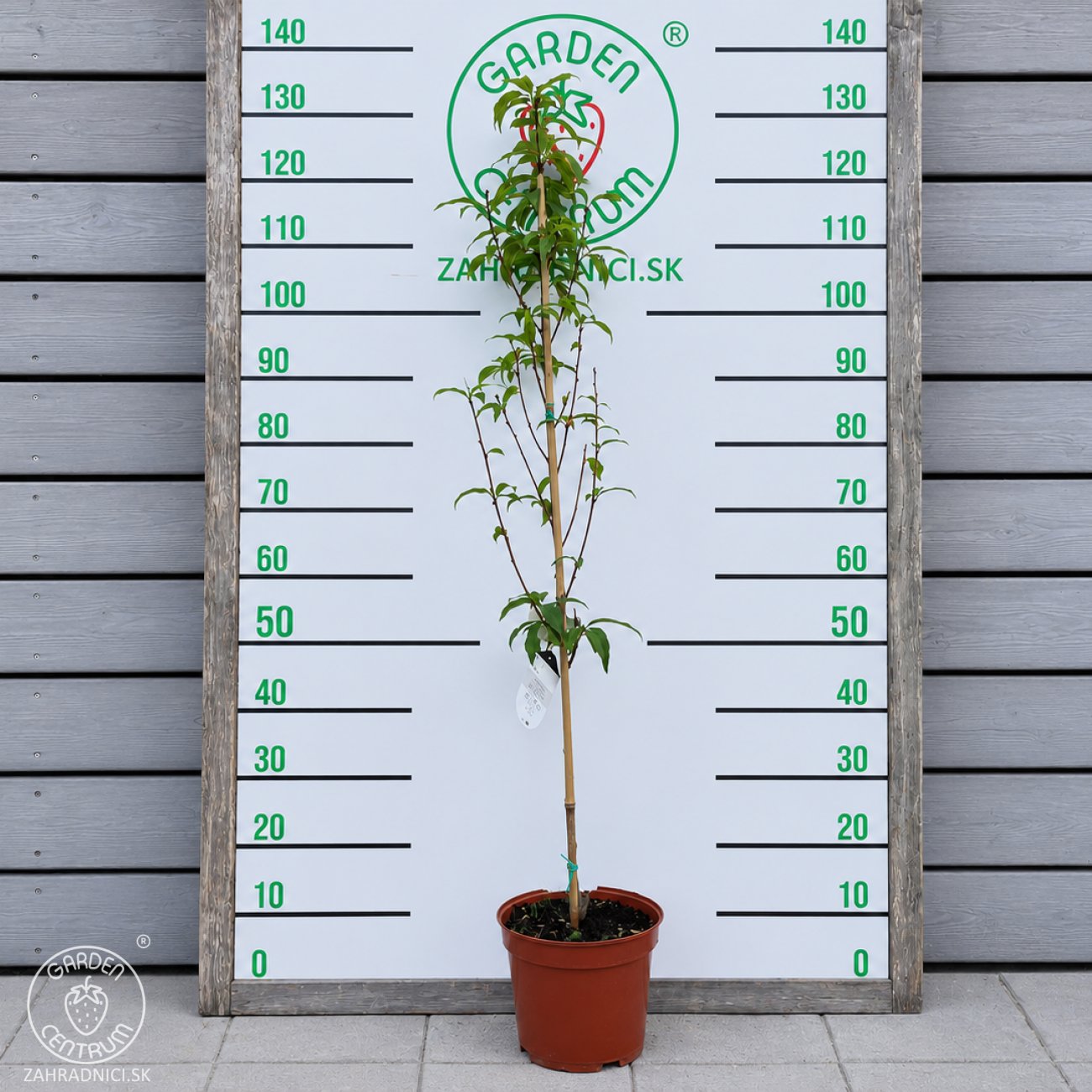 Obrázok Nektárinka (Prunus nucipersica) ´SUPER QUEEN´ - stredne skorá, výška- 110-130 cm, kont. C5L